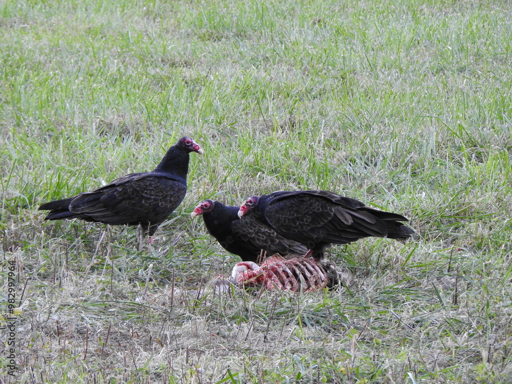 Hungry turkey vultures gathered together to feast upon a deer carcass. Blackwater National Wildlife Refuge, Dorchester County, Cambridge, Maryland. Hungry turkey vultures gathered together to feast upon a deer carcass. Blackwater National Wildlife Refuge, Dorchester County, Cambridge, Maryland.