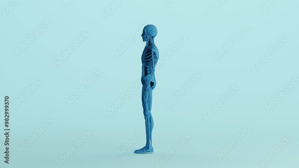 Blue skeleton muscles anatomy model study mannequin monochrome pale blue left view background 3d illustration render digital rendering Blue skeleton muscles anatomy model study mannequin monochrome pale blue left view background 3d illustration render digital rendering