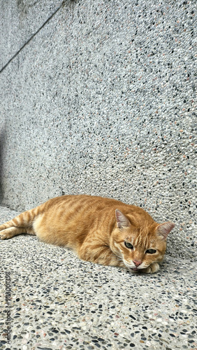 Cute stray cat from houtong cat village taipei taiwan photo