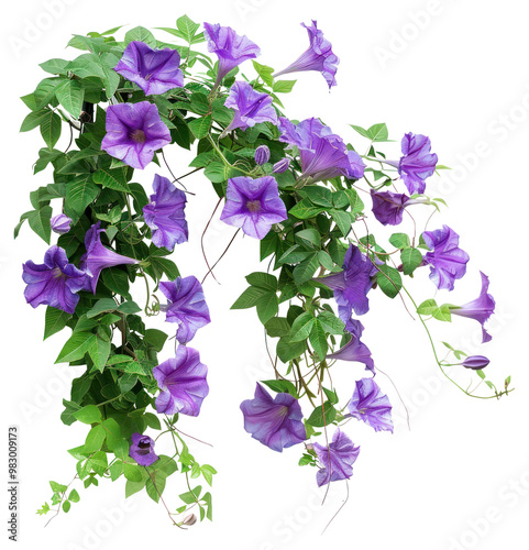 PNG Bunch of purple flowers plant vine background.
