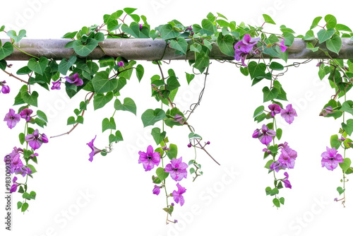 PNG Vines climbing plant flowers purple background.