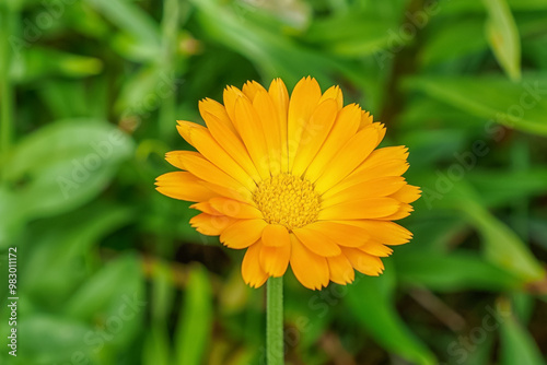 Flower. Calendula officinalis. A flowering plant. Beauty is in nature.