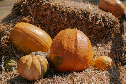 pumpkin field at sunset. harvest pumpkins. A view of a field.