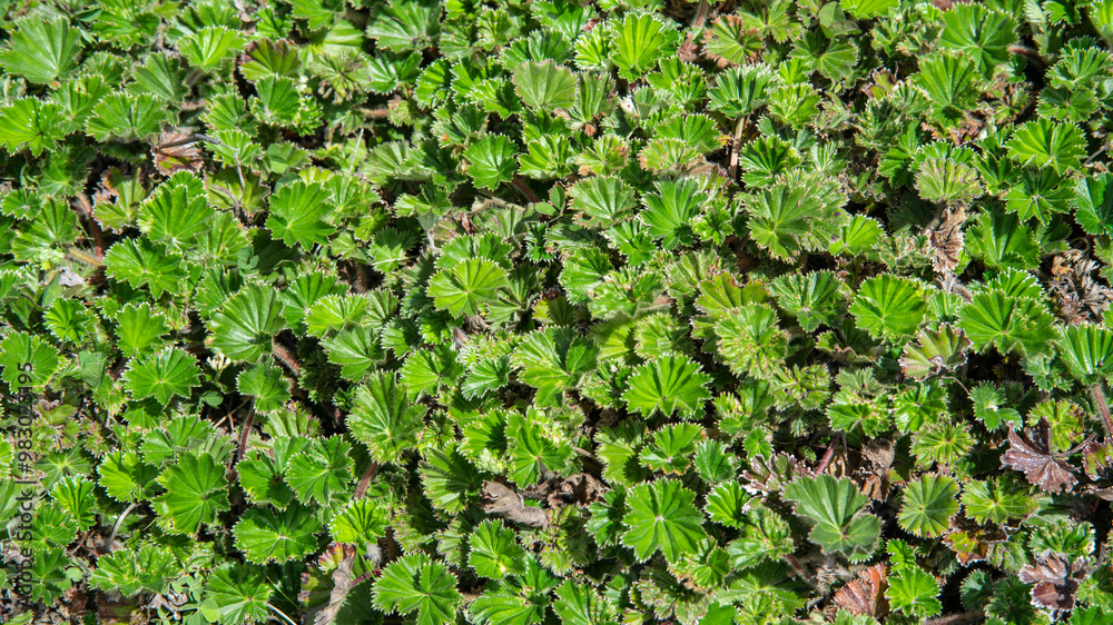 Texture of small plants with green leaves covering the surface of the moor Texture of small plants with green leaves covering the surface of the moor