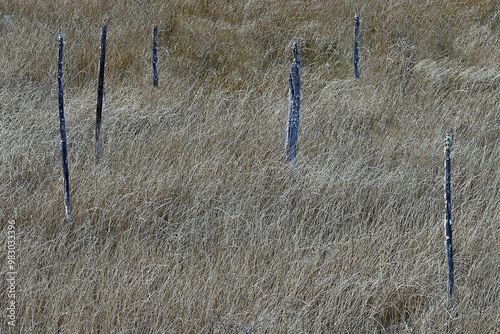 Views of landscapes, flora in general and fauna, in Chilean Patagonia photo