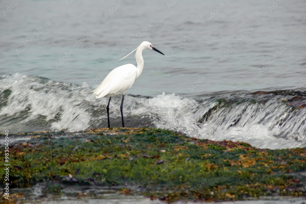 Heron Real Heron Real