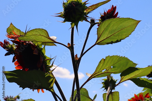 the summer sun shines through the red sunflower leaves photo