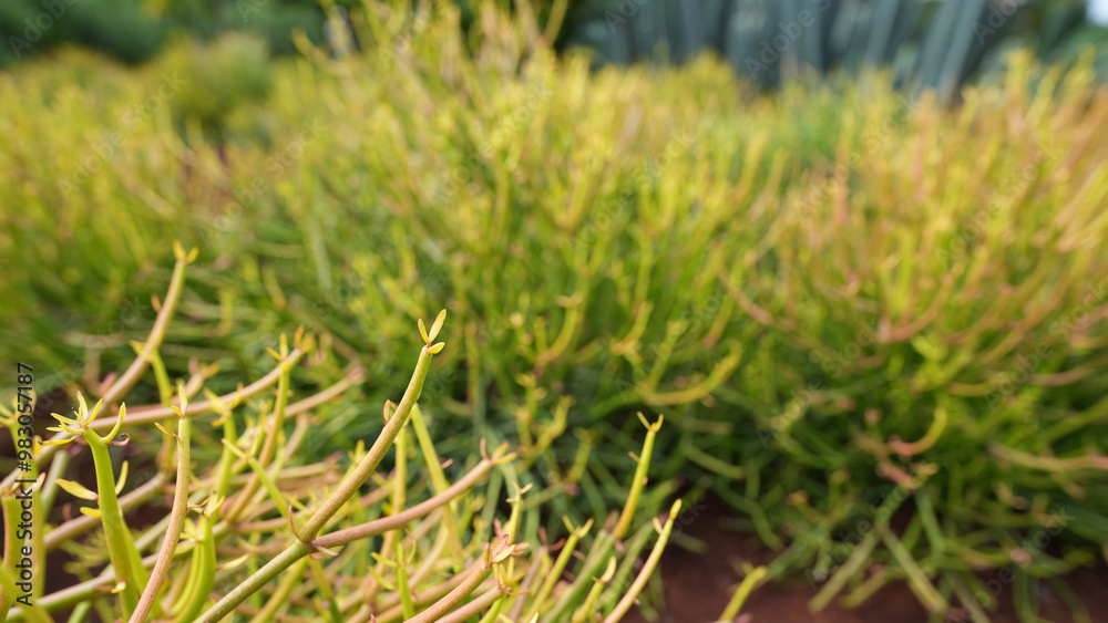Euphorbia tirucalli desert plant leaves