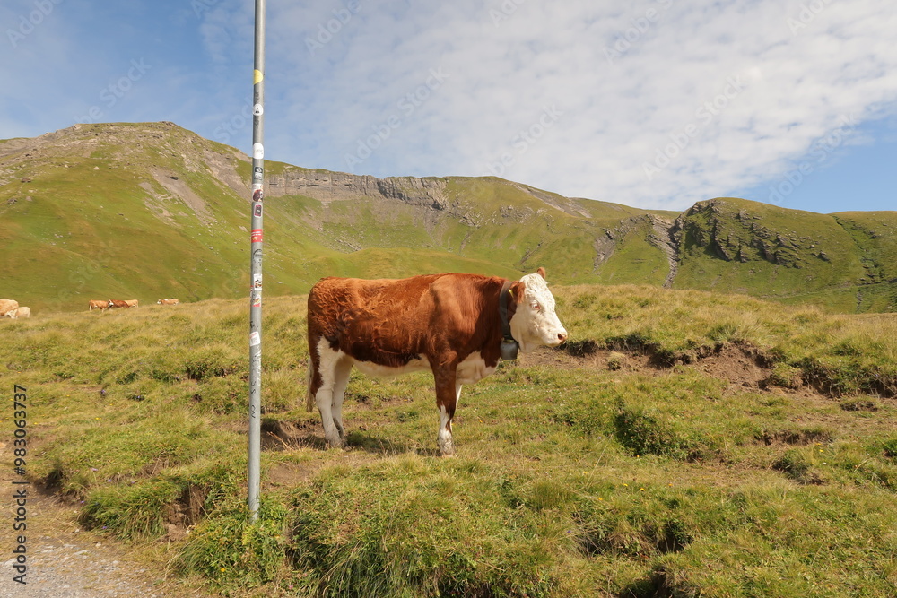 Animals encountered during travel