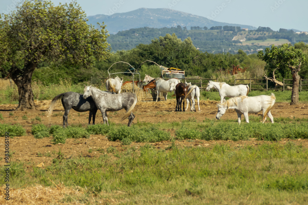 Fototapeta premium Horse