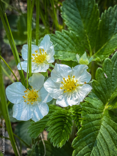 Strawberry flowers in the forest on a sunny summer day