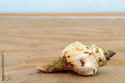 Shell and Sand