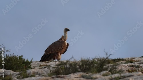 Buitre leonado Gyps fulvus a la luz dorada de la mañana encaramado en el borde del barranco de Cint mirando en todas direcciones, Alcoy, España
