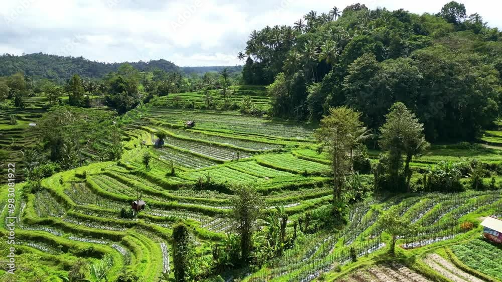 Ubud Rice Patty Aerial view of Tegallalang Bali rice fields near Ubud. Rice paddy ...
