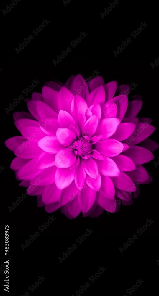 Chrysantheme, Lila Chrysantheme, Lila