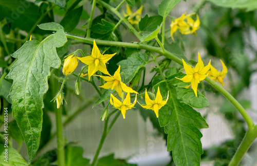  Tomato blossom. photo