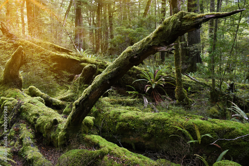 lush natural rain forest along the Kepler Track in Te Anau, South Island, New Zealand lush natural rain forest along the Kepler Track in Te Anau, South Island, New Zealand