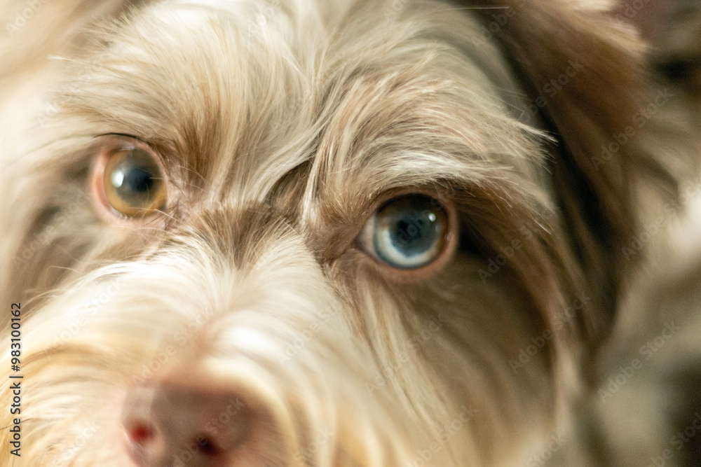 Unique Chocomerle Yorkshire Terrier Showcasing Its Beautiful Coat