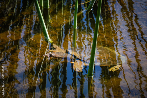 Florida Soft shelled turtle swimming in a wetland lake at Orlando wetlands in Cape Canaveral Florida. photo