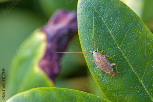 Foto close up view of a tawny cockroach on a green leaf with blurred background