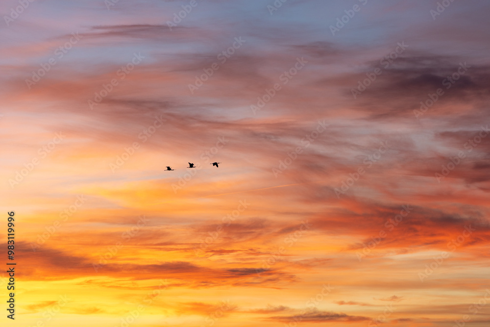 Three birds are flying in formation across a vibrant, colorful sunset sky. The dramatic colors of the clouds are illuminated by the setting sun Three birds are flying in formation across a vibrant, colorful sunset sky. The dramatic colors of the clouds are illuminated by the setting sun