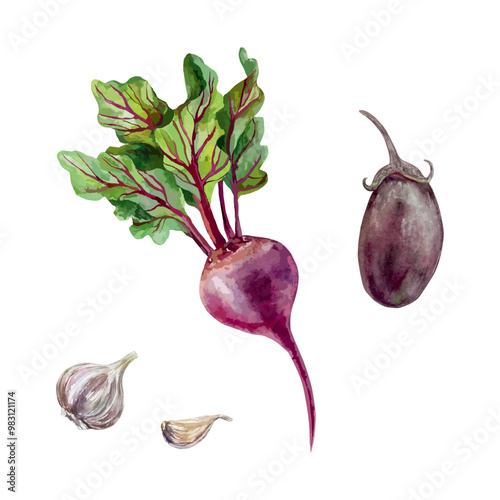 Beetroot, eggplant, garlic. Purple vegetables watercolor. Hand drawn vector illustration. For Harvest and Vegetarian Day cards, food packaging, labels, posters, menus, recipes.