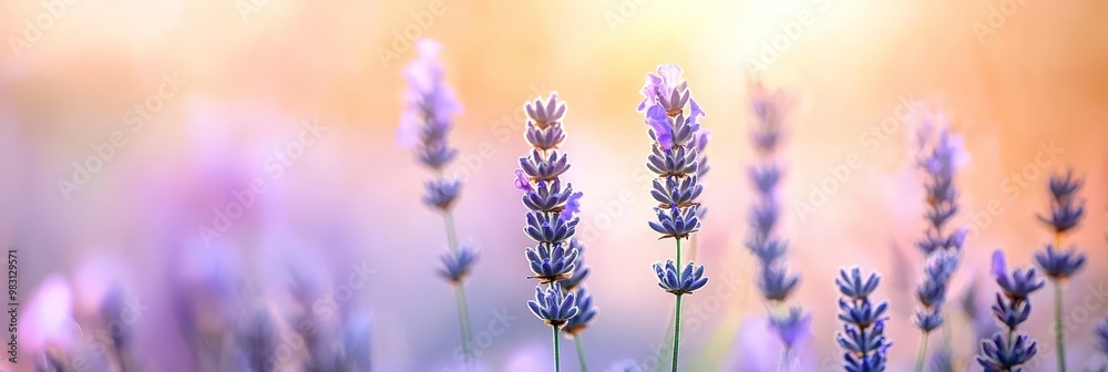 Fototapeta premium A tight shot of blooms with a softly blurred backdrop of flowery foreground and sunlight behind