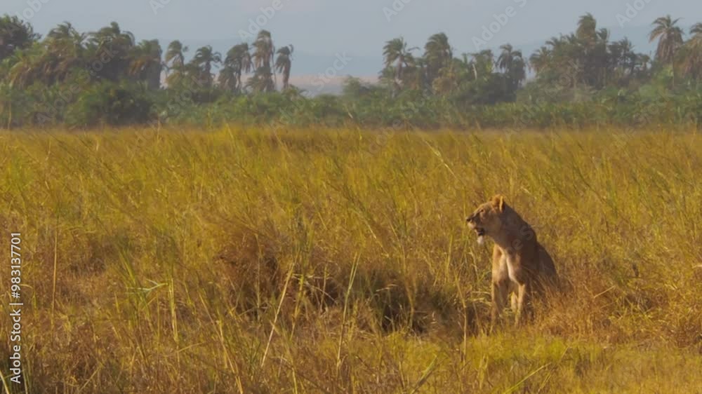 Lioness (Panthera leo) in the middle of the savannah ready for hunting Lioness (Panthera leo) in the middle of the savannah ready for hunting