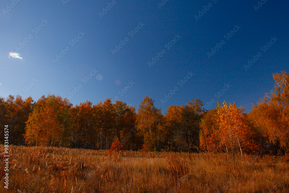 Fototapeta premium Alley in autumn golden yellow birch grove at sunset time