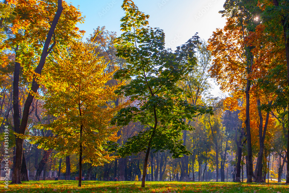 Fototapeta premium Golden colourful autumn in Maryinskyi park in Kyiv, Ukraine
