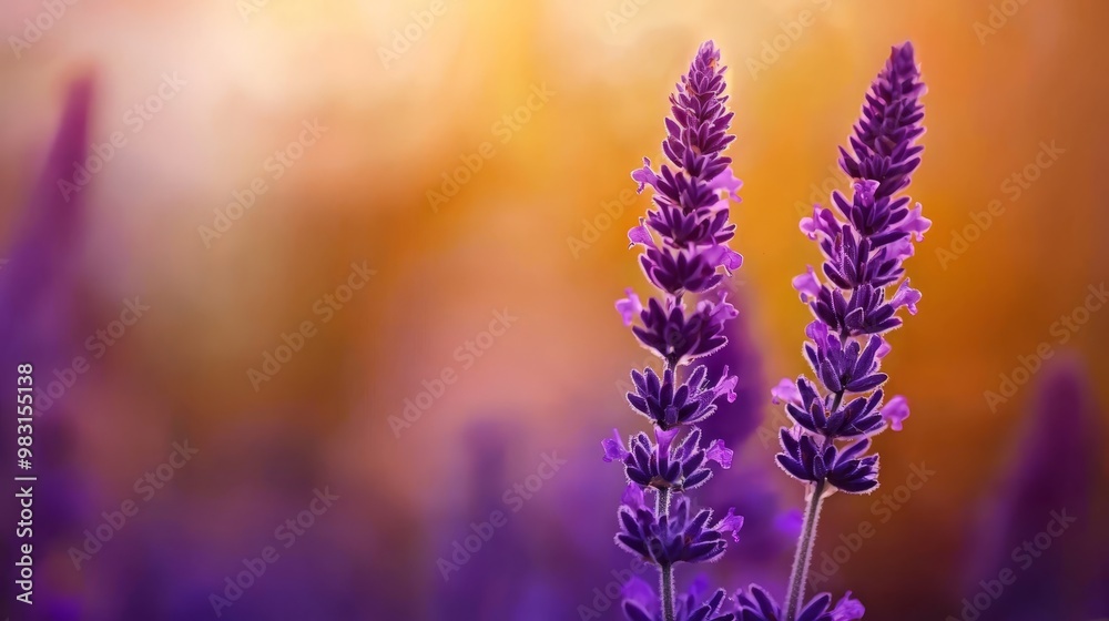 A close-up of numerous flowers with a blurred foreground of flowers Background softly blurred A close-up of numerous flowers with a blurred foreground of flowers Background softly blurred