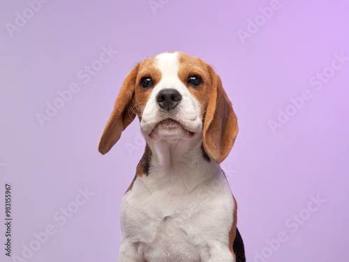 A beagle puppy is sitting calmly against a purple background, gazing forward with a thoughtful expression.