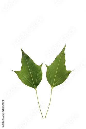 Top and bottom side of a kurrajong tree (Brachychiton populneus) in september photo