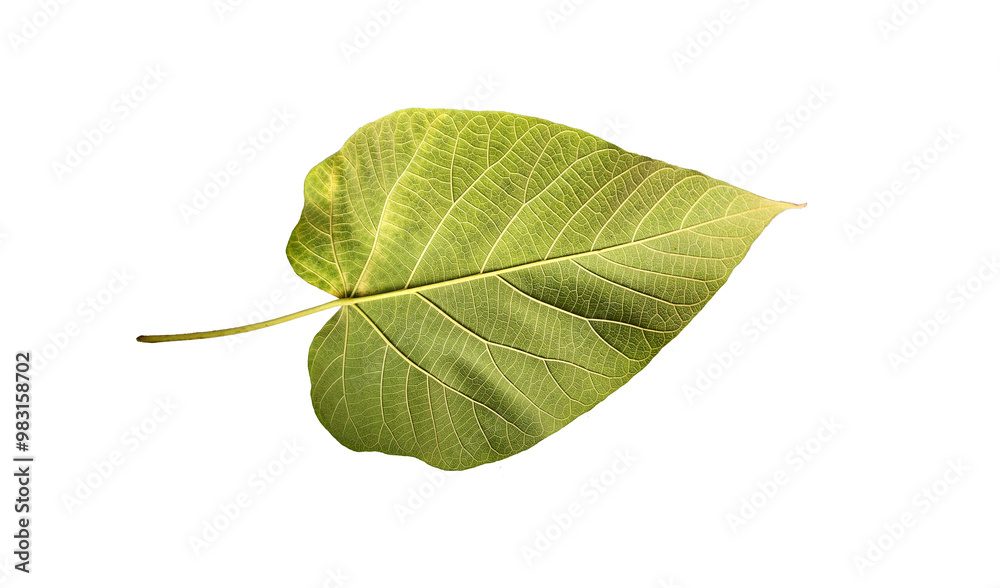 Obraz premium Bottom side of a heart-shaped broad leaf of a paulownia tree 