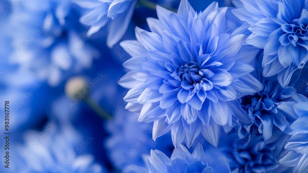 Obraz premium blue blooms upfront; hazy blue blossoms behind