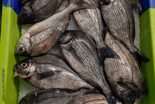 Assortment of fresh daily catch of fish on ice on fish market in Brittany, France, English translation: differens French names of fish, grey dorada photo