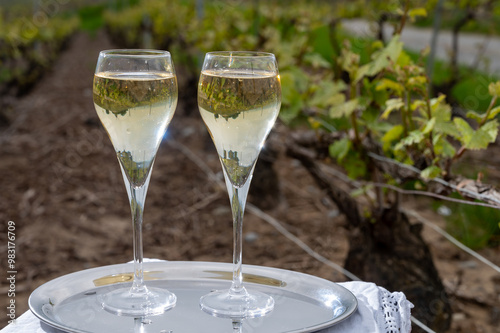 Tasting of brut champagne sparkling wine outdoor with view on pinot noir gran cru vineyards of famous champagne houses in Montagne de Reims by Verzenay, Champagne, France photo