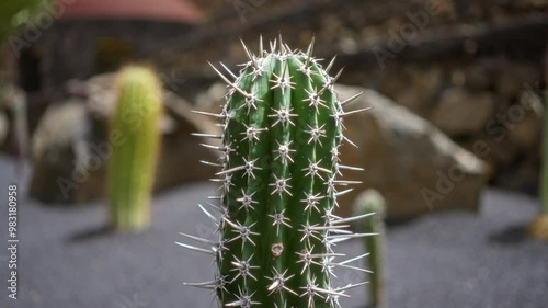 Echinocactus grusonii cactus with sharp spines in lanzarote's outdoor cactus garden, surrounded by black volcanic rocks and bright daylight. photo