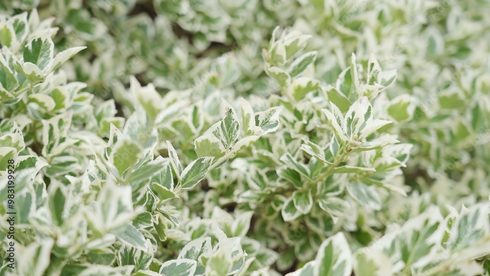 Variegated foliage of euonymus fortunei gracilis plant growing in the garden as a background