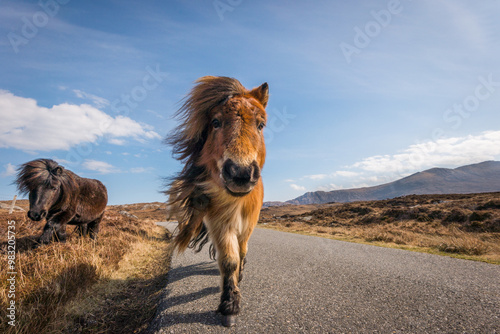 Two adorable and cute Shetland Ponies, a world famous unique and hardy breed, outdoors on their native cliff tops of Northmavine, on a sunny day, Mainland, Shetland Islands, Scotland