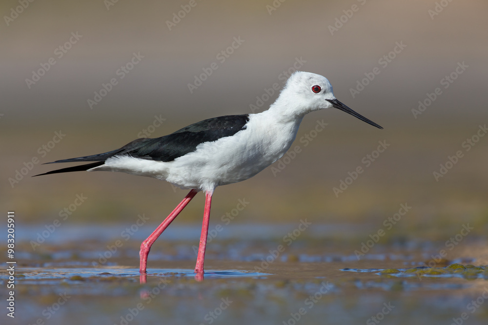 Cute water bird. Colorful nature background. Bird: Black winged Stilt (Himantopus himantopus). Close up Isolated Detail, Low point of view eye level Cute water bird. Colorful nature background. Bird: Black winged Stilt (Himantopus himantopus). Close up Isolated Detail, Low point of view eye level