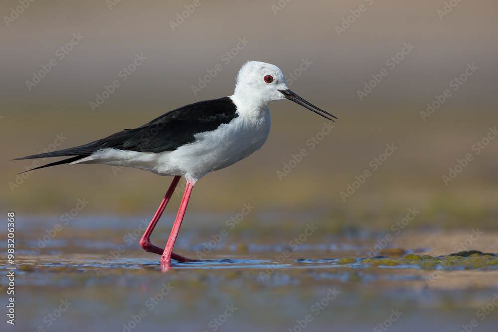 Cute water bird. Colorful nature background. Bird: Black winged Stilt (Himantopus himantopus). Close up Isolated Detail, Low point of view eye level Cute water bird. Colorful nature background. Bird: Black winged Stilt (Himantopus himantopus). Close up Isolated Detail, Low point of view eye level