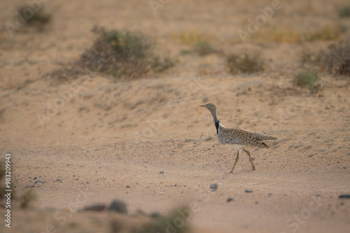 The rare Houbara bustard (Chlamydotis undulata) at Lanzarote (Canarias - Spain) alone a stone desert photo