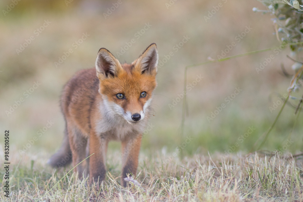 Obraz premium Baby red fox, vulpes vulpes, climbing on mossed stump in spring nature. Young orange mammal looking to the camera in open grassland, in a park in the United Kingdom