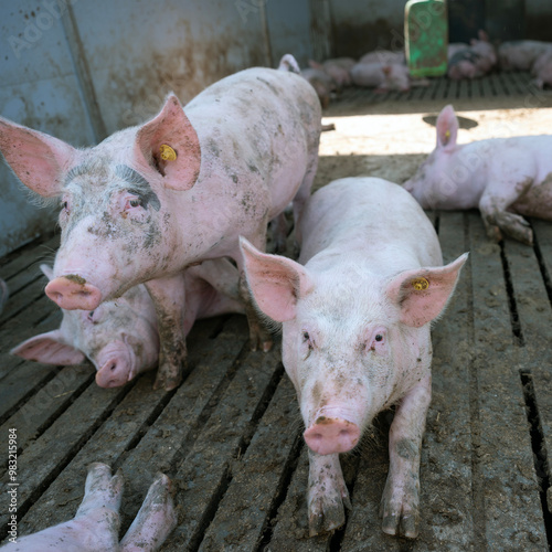 pigs in pen on organic farm in the netherlands