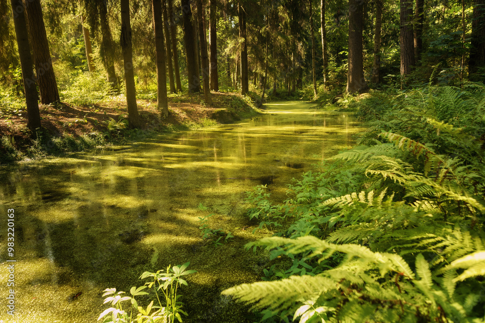 Sunny landscape with overgrown creek