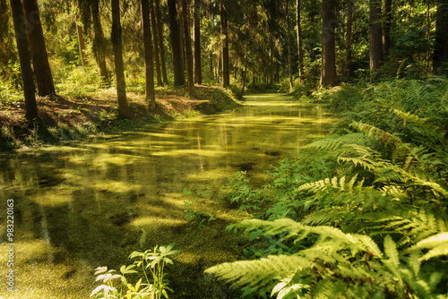 Sunny landscape with overgrown creek