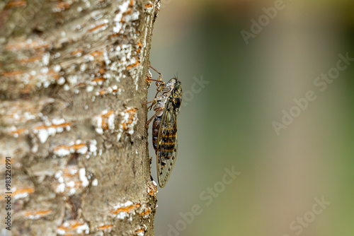 Cigale sur un tronc d'arbre