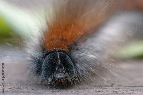 Macrothylacia rubi Caterpillar photo