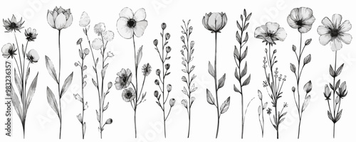 Set of wild flowers hand drawn in doodle style, vintage.Vector illustration.Black lines on white background.Different flowers for your design in retro style,hand made.. vector simple illustration